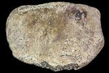 Ceratopsian Dinosaur Toe Bone - Alberta (Disposition #-) #71704-2
